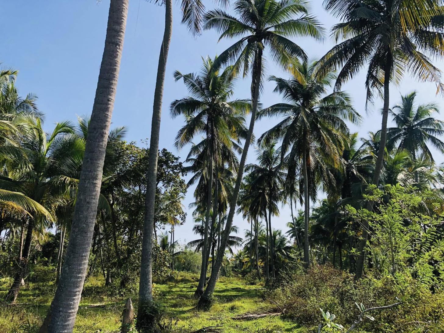 Land for sale kurunagala